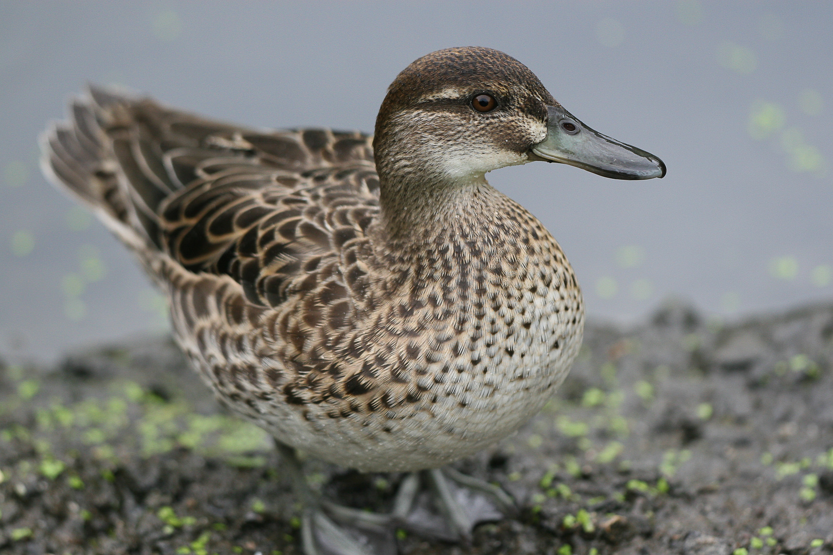 Stockente (Anas platyrhynchos)