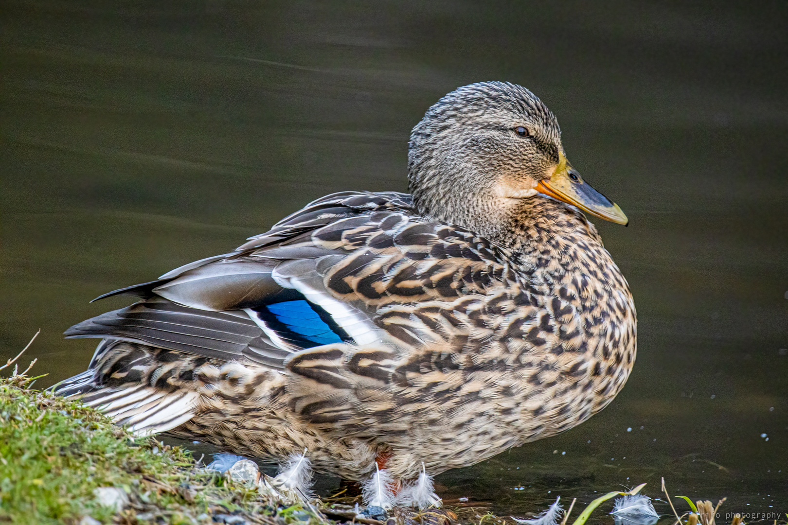 Stockente (Anas platyrhynchos) 