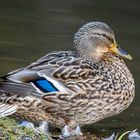 Stockente (Anas platyrhynchos) 