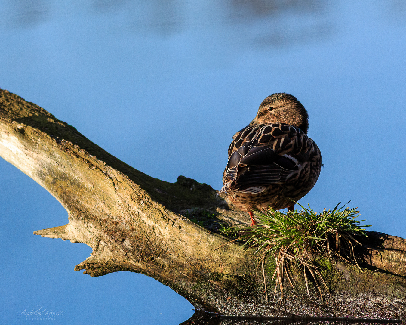 Stockente (Anas platyrhynchos)