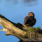 Stockente (Anas platyrhynchos)