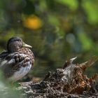 Stockente (Anas platyrhynchos)