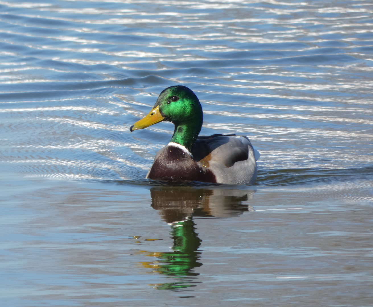 Stockente (Anas platyrhynchos)