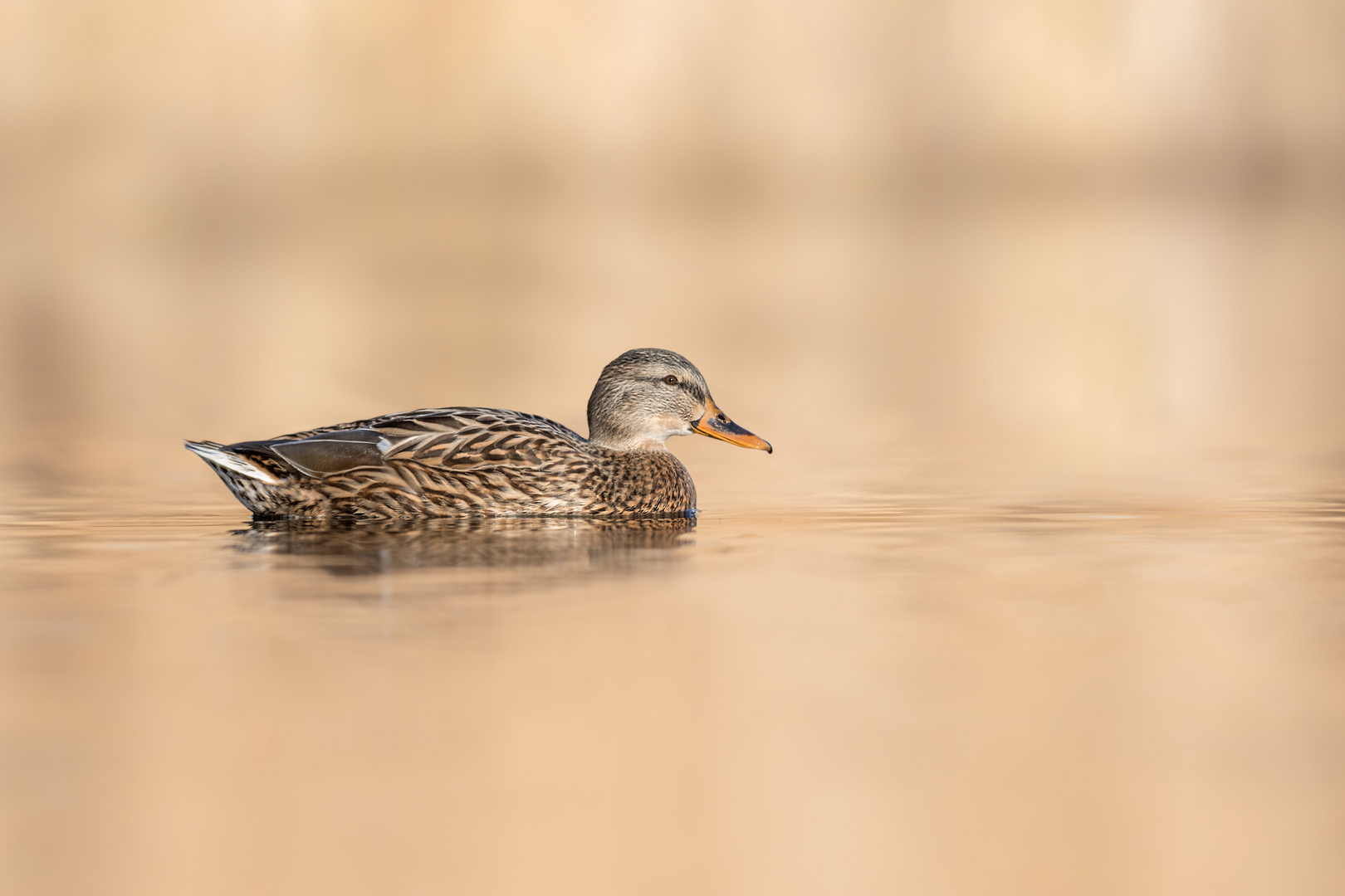 Stockente (Anas platyrhynchos) 