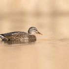 Stockente (Anas platyrhynchos) 