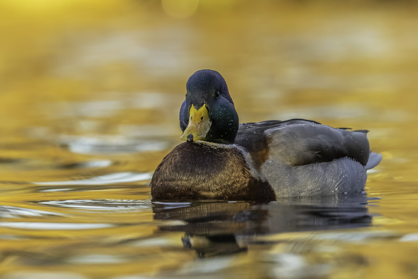 Stockente (Anas platyrhynchos)