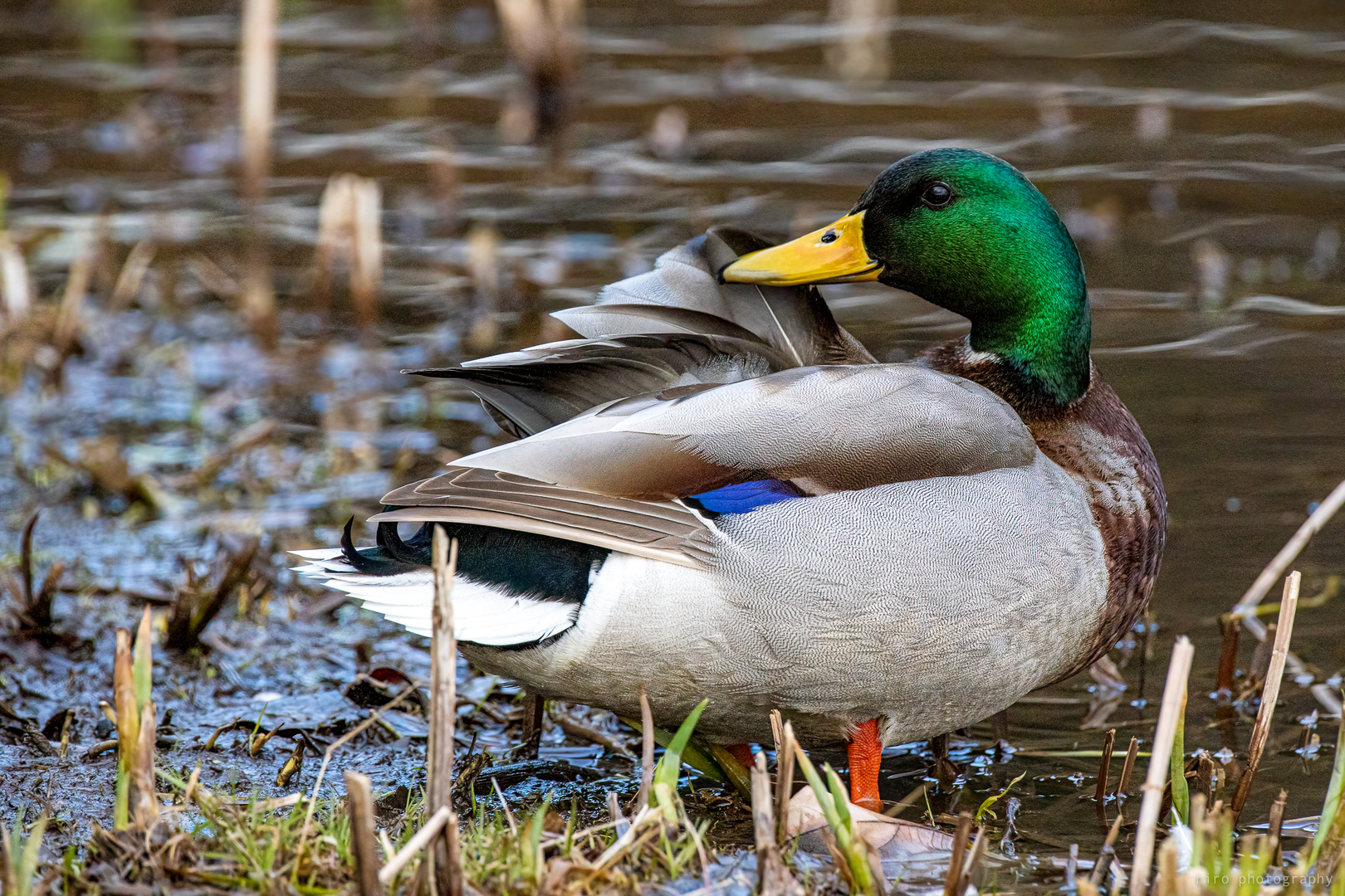 Stockente (Anas platyrhynchos) 