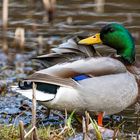 Stockente (Anas platyrhynchos) 