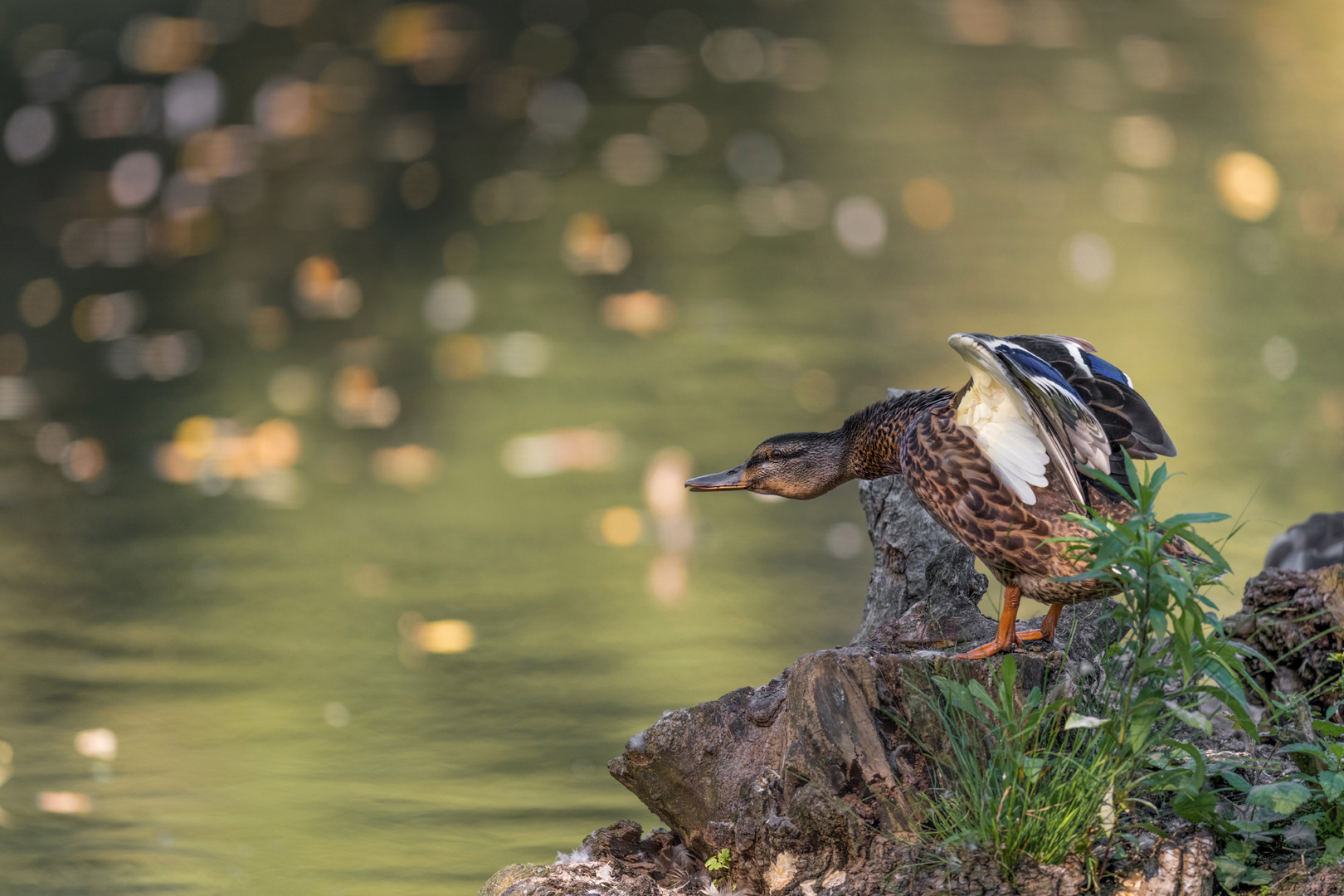 Stockente (Anas platyrhynchos)