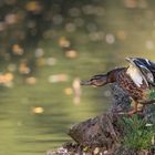 Stockente (Anas platyrhynchos)