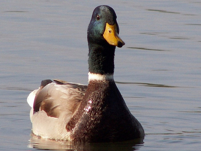 Stockente (Anas platyrhynchos)