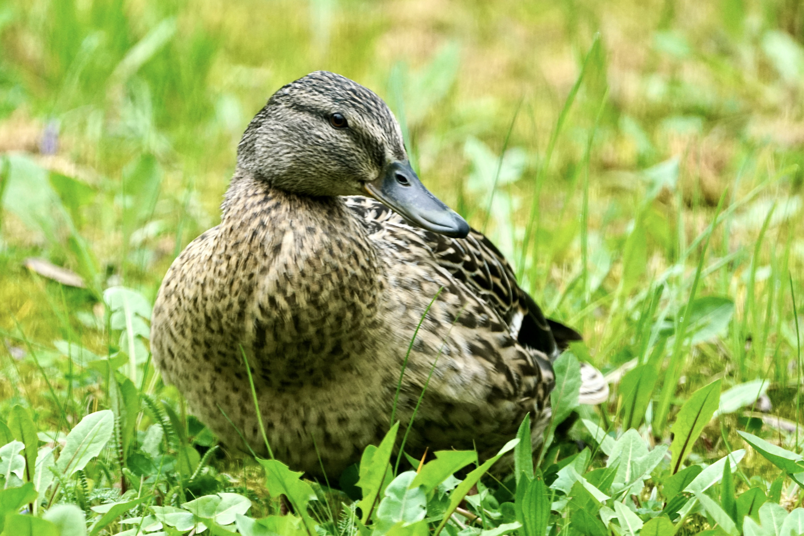 Stockente, Anas platyrhynchos