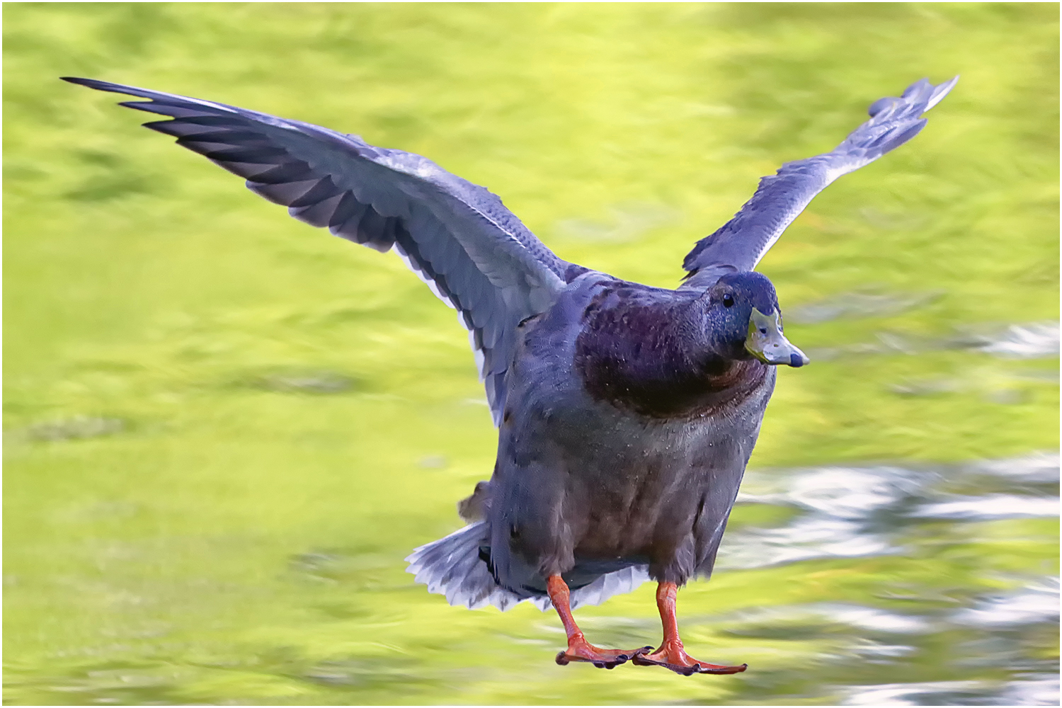 Stockente ( Anas platyrhynchos)