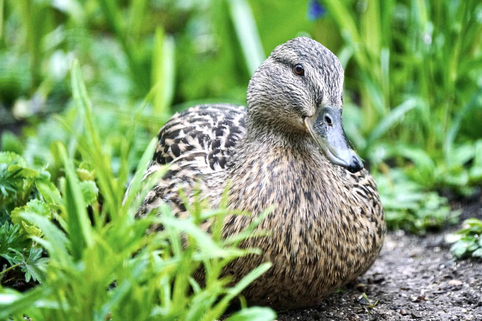 Stockente, Anas platyrhynchos