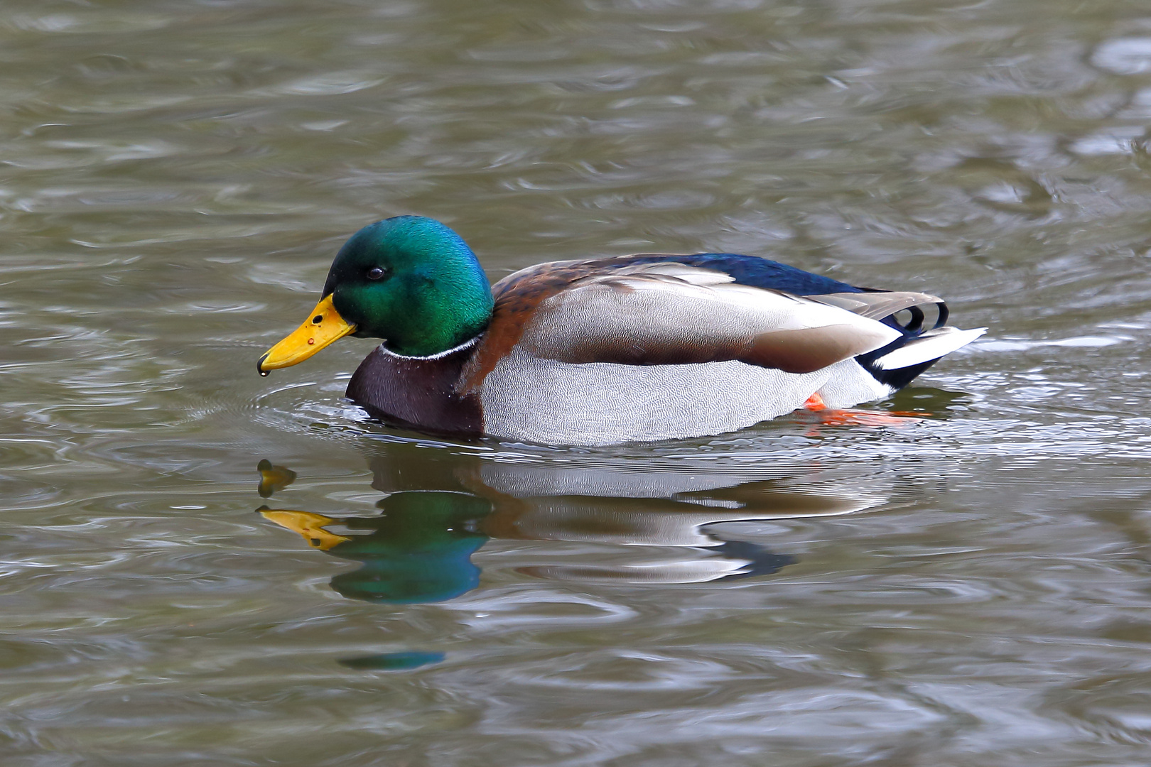 Stockente (Anas platyrhynchos) - Erpel