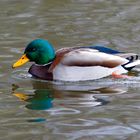 Stockente (Anas platyrhynchos) - Erpel