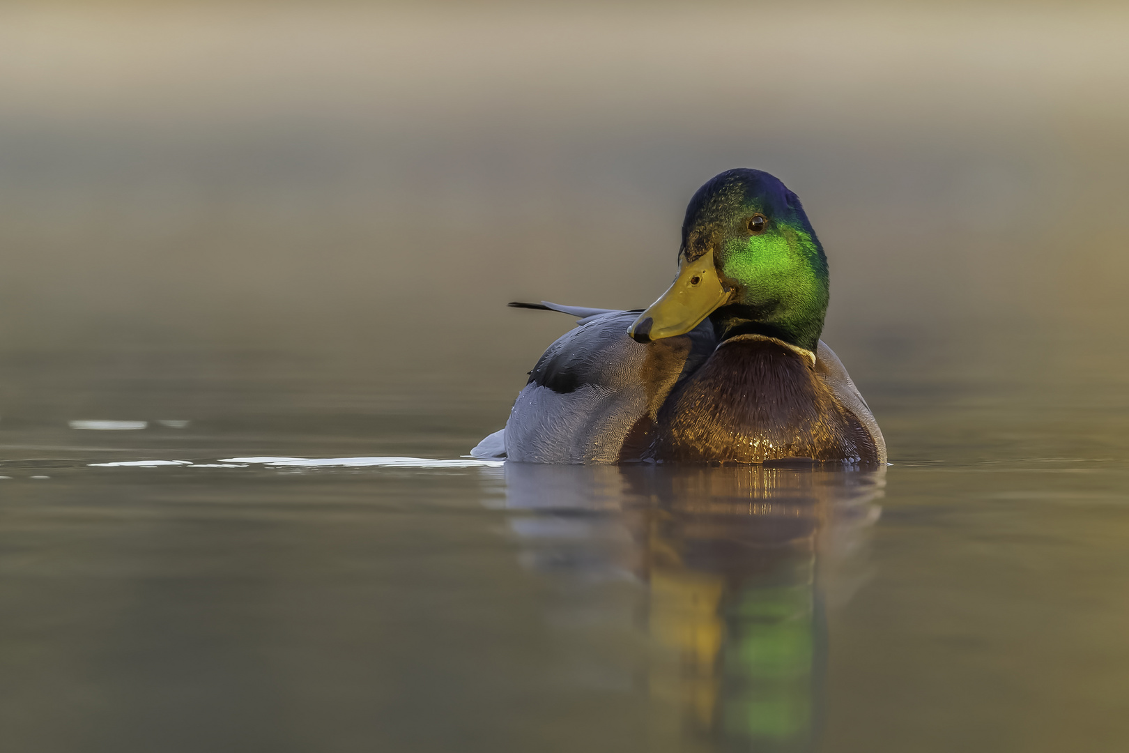 Stockente (Anas platyrhynchos)