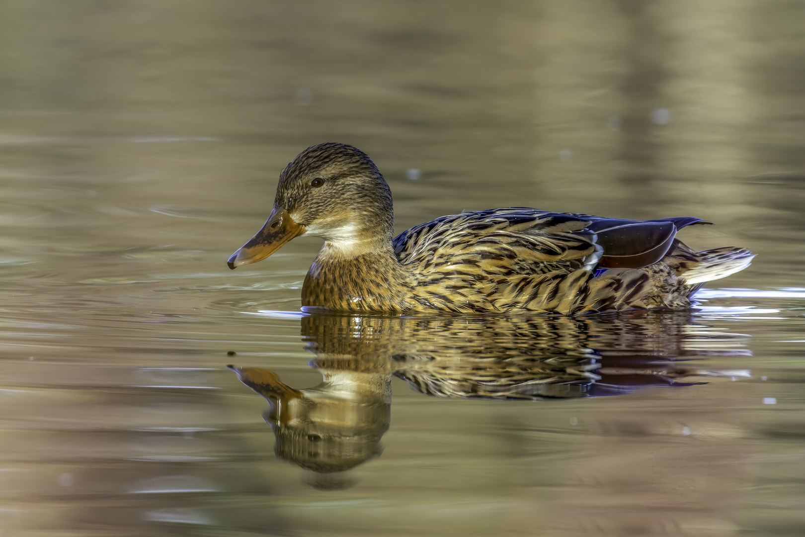 Stockente (Anas platyrhynchos)