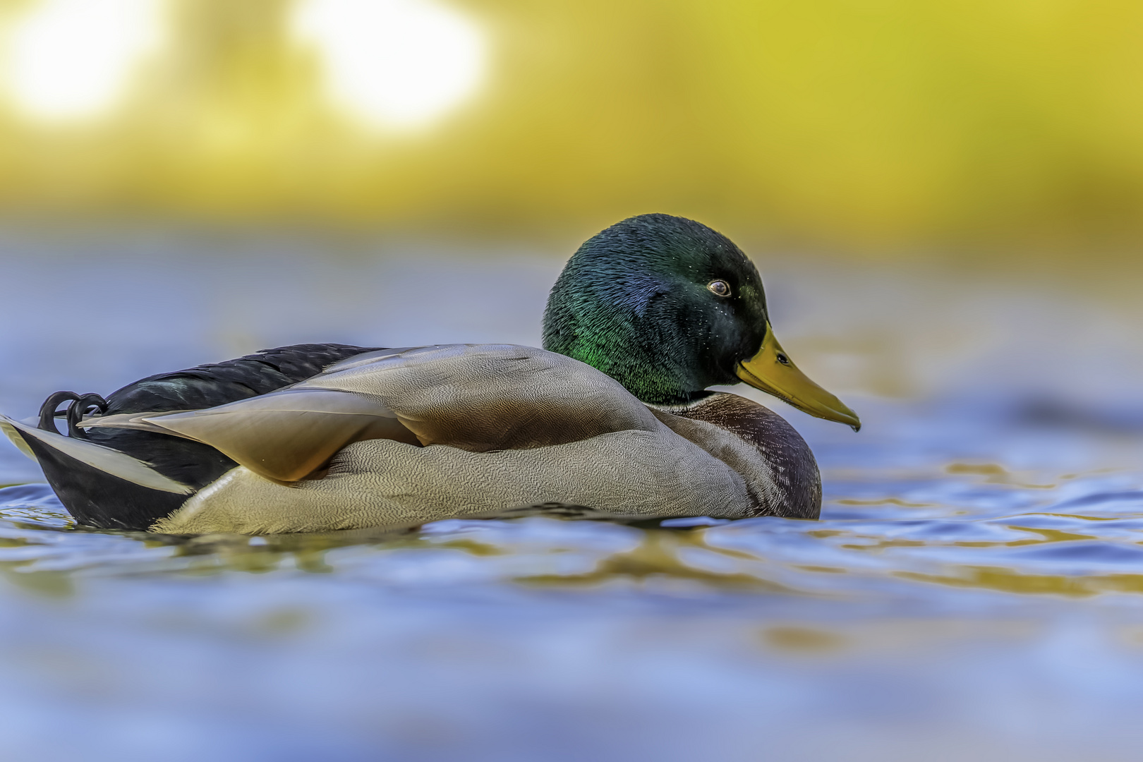 Stockente (Anas platyrhynchos)