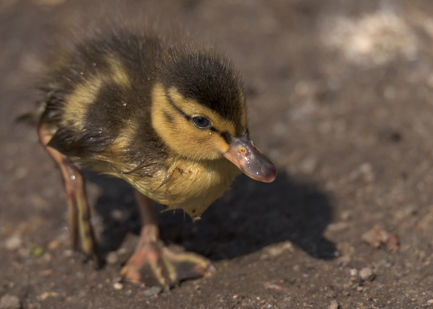 Stockente (Anas platyrhynchos) - Küken