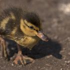 Stockente (Anas platyrhynchos) - Küken