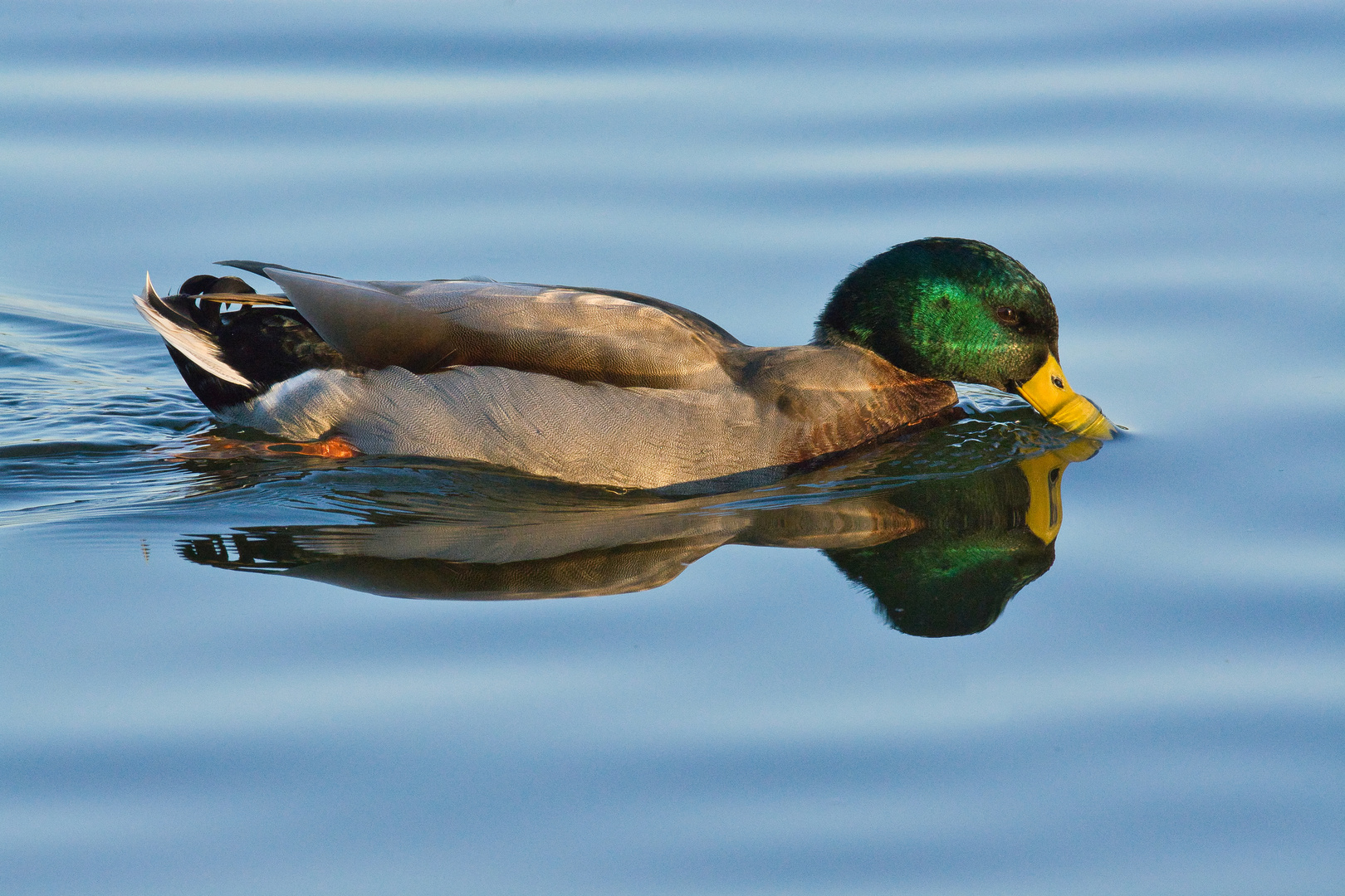 Stockente (Anas platyrhynchos) Männchen