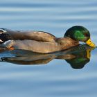 Stockente (Anas platyrhynchos) Männchen