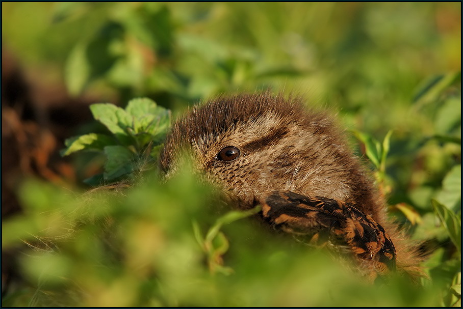 Stockente (Anas platyrhynchos) mal anders