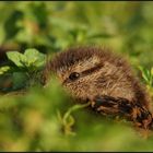 Stockente (Anas platyrhynchos) mal anders