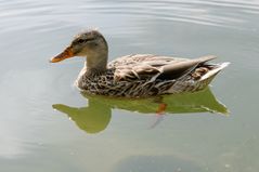 Stockente (Anas platyrhynchos, Weibchen)