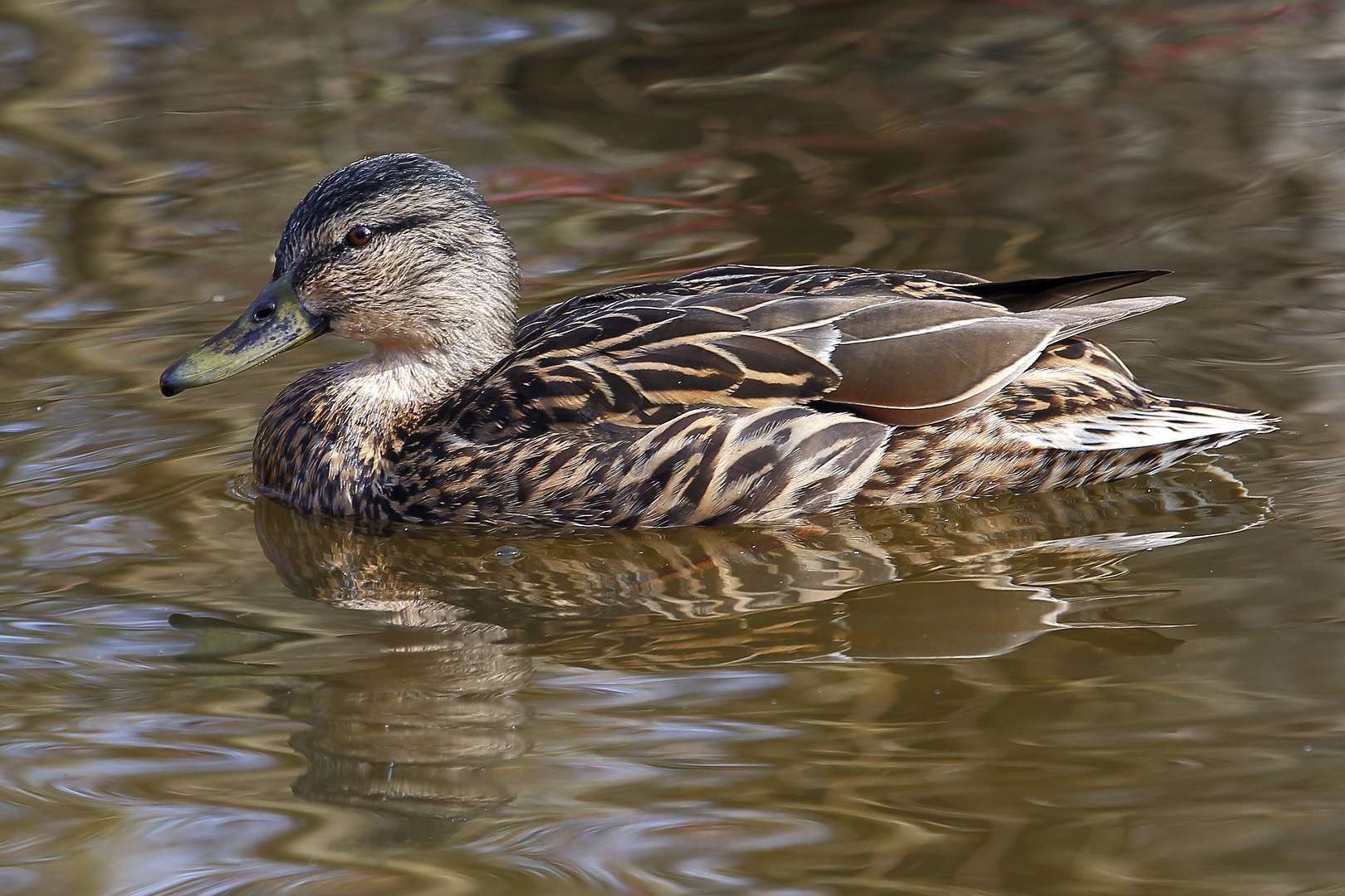 Stockente (Anas platyrhynchos) - Weibchen