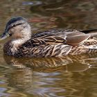 Stockente (Anas platyrhynchos) - Weibchen