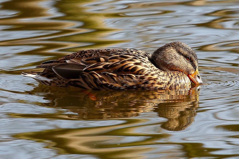 Stockente (Anas platyrhynchos) - Weibchen