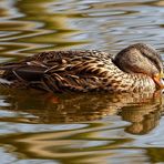 Stockente (Anas platyrhynchos) - Weibchen