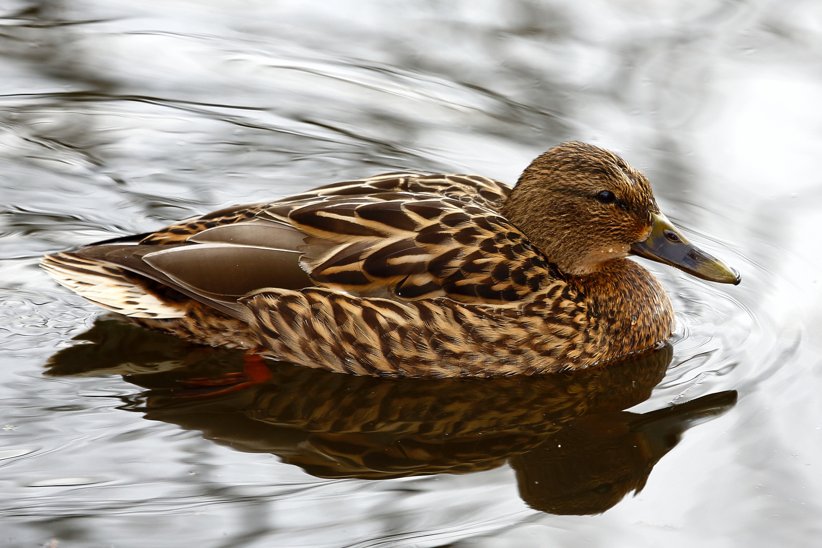 Stockente (Anas platyrhynchos) - Weibchen