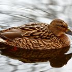 Stockente (Anas platyrhynchos) - Weibchen