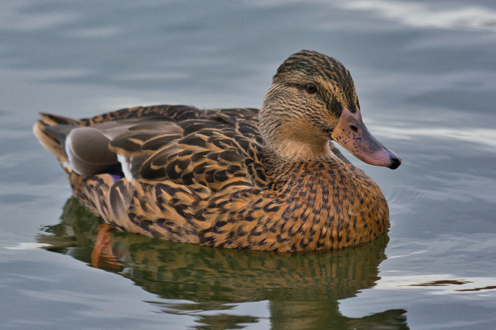 Stockente (Anas platyrhynchos) Weibchen