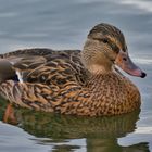 Stockente (Anas platyrhynchos) Weibchen