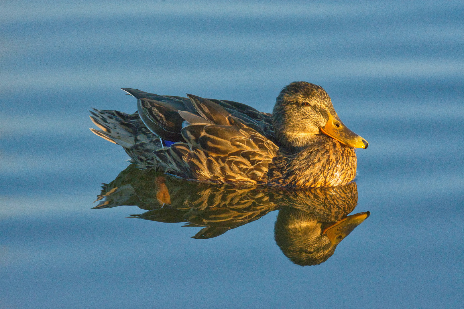 Stockente (Anas platyrhynchos), Weibchen im Abendlicht