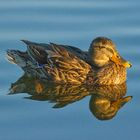 Stockente (Anas platyrhynchos), Weibchen im Abendlicht