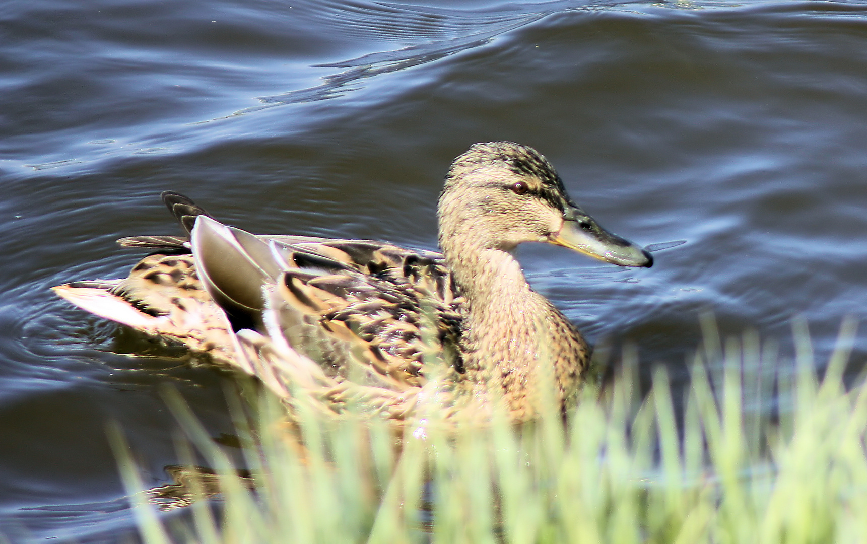 Stockente (Anas platyrhynchos, weibl. ) auf der Ems