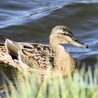 Stockente (Anas platyrhynchos, weibl. ) auf der Ems