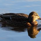 Stockente (Anas platyrhynchos), weiblich