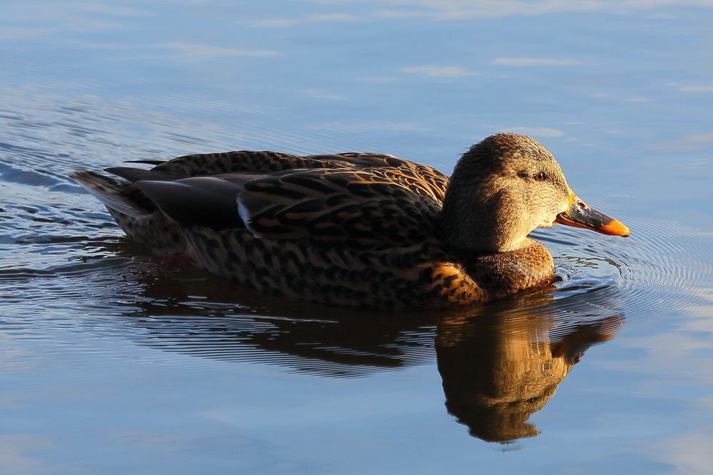 Stockente (Anas platyrhynchos), weiblich