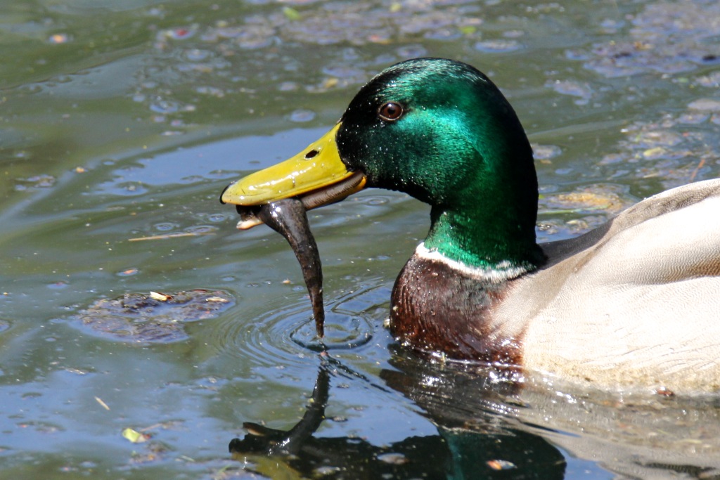 STOCKENTE - auch Enten mögen Fisch! Foto & Bild | vögel, enten