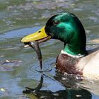 STOCKENTE - auch Enten mögen Fisch!