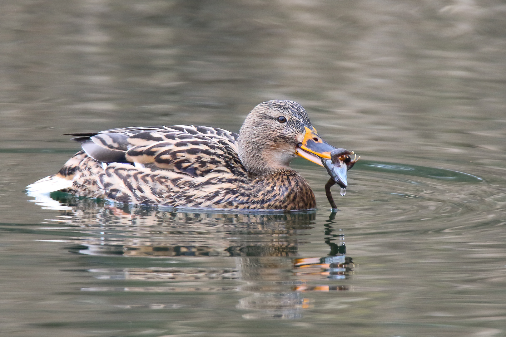 Stockente auf Abwegen