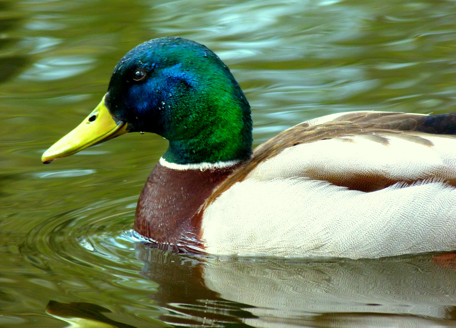 Stockente auf Achse..