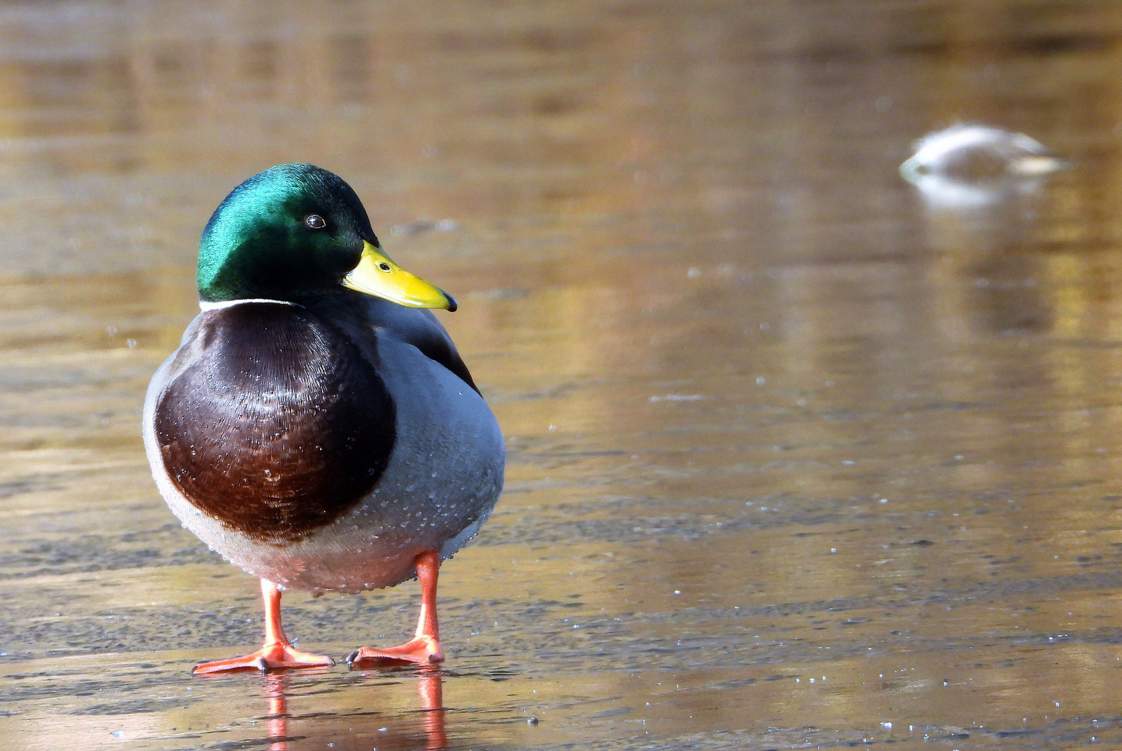 Stockente auf dem Eis