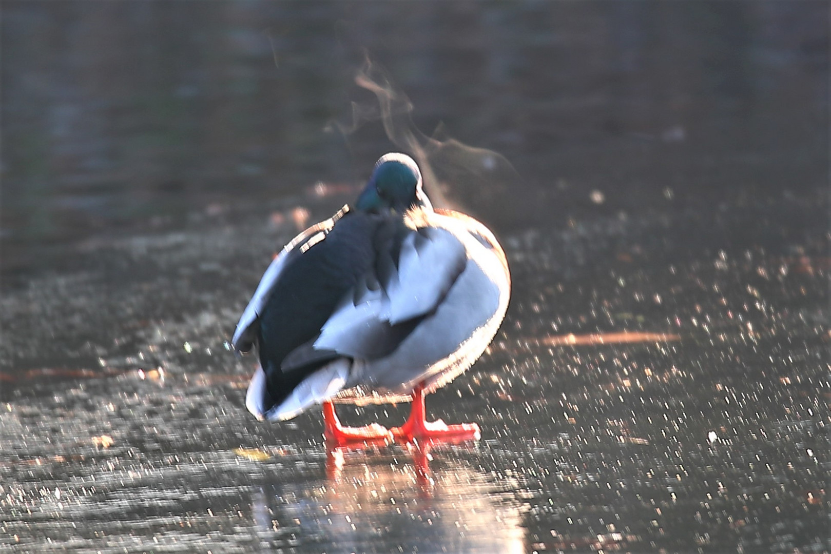 Stockente auf dem Eis